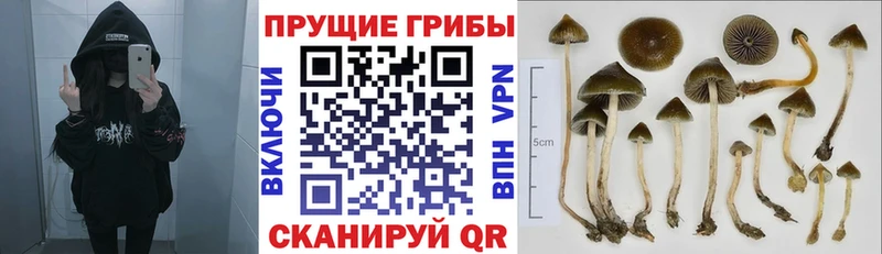 Купить  Оса  Галлюциногенные грибы Magic Shrooms 